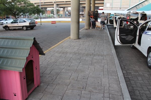 colaboradores-da-comur-e-comunidade-se-mobilizam-para-amparar-caes-de-rua