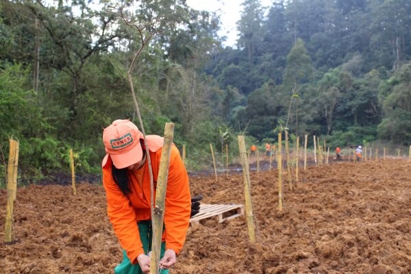 pedreira-recebe-o-plantio-de-mais-de-cem-mudas-de-arvores-nativas