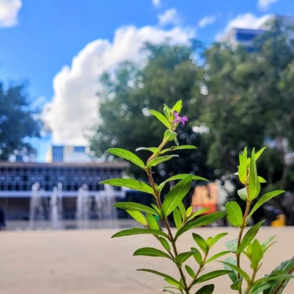 meio-ambiente-acoes-da-comur-que-sao-cuidados-com-a-natureza-no-meio-urbano